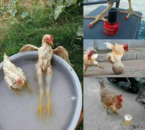 Những thú vui của gà. 10-anh-hai-hot-nhat-facebook-trong-ngay-6