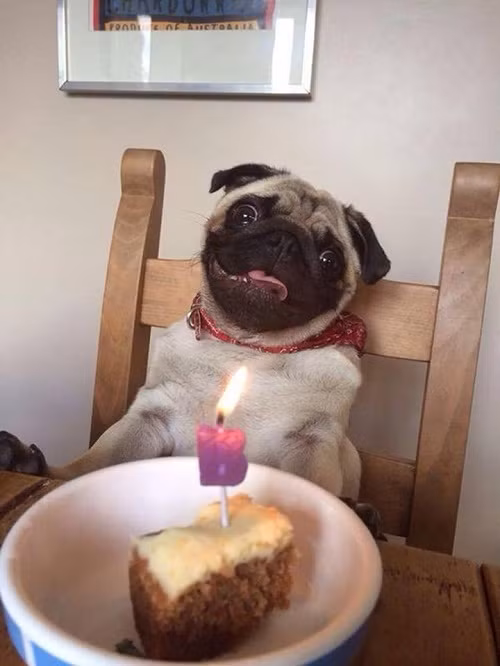 bieu-cam-ngo-nghinh-cua-thu-cung-khi-duoc-to-chuc-sinh-nhat-6