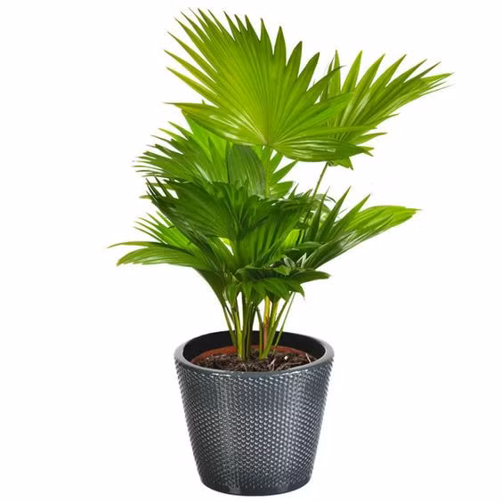 6 loại cây hoa sinh tài lộc nên trồng trên ban công ảnh 2