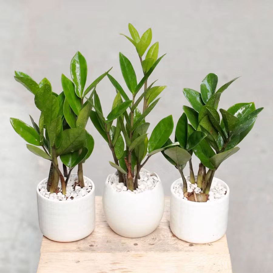 6 loại cây hoa sinh tài lộc nên trồng trên ban công ảnh 1