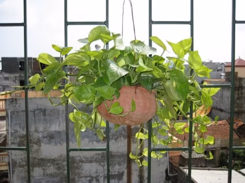 6 loại cây hoa sinh tài lộc nên trồng trên ban công ảnh 3