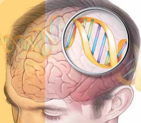 Gene FOXP2 ảnh hưởng tới năng lực ngôn ngữ. 