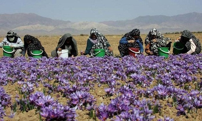Saffron, nhụy hoa nghệ tây ở Hy Lạp được thu hoạch thế nào? ảnh 1 Saffron, nhụy hoa nghệ tây ở Hy Lạp được thu hoạch thế nào? ảnh 1
