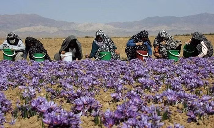 Saffron, nhụy hoa nghệ tây ở Hy Lạp được thu hoạch thế nào? ảnh 1 Saffron, nhụy hoa nghệ tây ở Hy Lạp được thu hoạch thế nào? ảnh 1