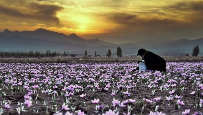 Saffron, nhụy hoa nghệ tây ở Hy Lạp được thu hoạch thế nào? ảnh 3 Saffron, nhụy hoa nghệ tây ở Hy Lạp được thu hoạch thế nào? ảnh 3