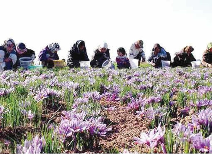 Saffron, nhụy hoa nghệ tây ở Hy Lạp được thu hoạch thế nào? ảnh 5 Saffron, nhụy hoa nghệ tây ở Hy Lạp được thu hoạch thế nào? ảnh 5