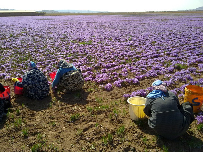Saffron, nhụy hoa nghệ tây ở Hy Lạp được thu hoạch thế nào? ảnh 2 Saffron, nhụy hoa nghệ tây ở Hy Lạp được thu hoạch thế nào? ảnh 2