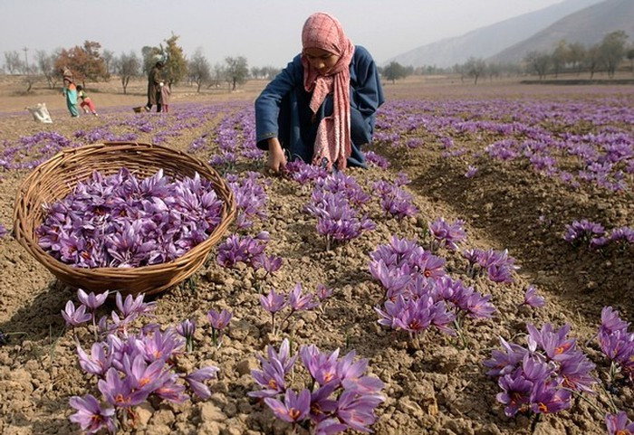 Saffron, nhụy hoa nghệ tây ở Hy Lạp được thu hoạch thế nào? ảnh 4 Saffron, nhụy hoa nghệ tây ở Hy Lạp được thu hoạch thế nào? ảnh 4