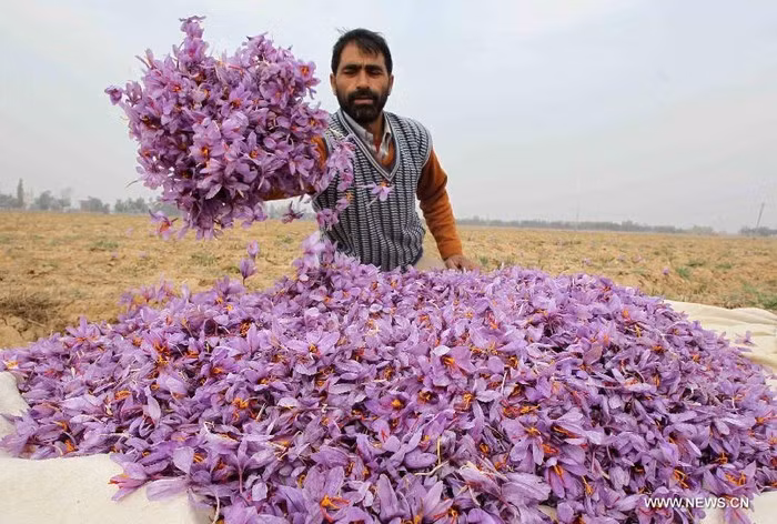 Nhụy hoa nghệ tây (hay còn gọi Saffron) được mệnh danh là "vàng đỏ" bởi mức giá cao khủng khiếp 650 triệu đồng/kg. Ảnh: News.