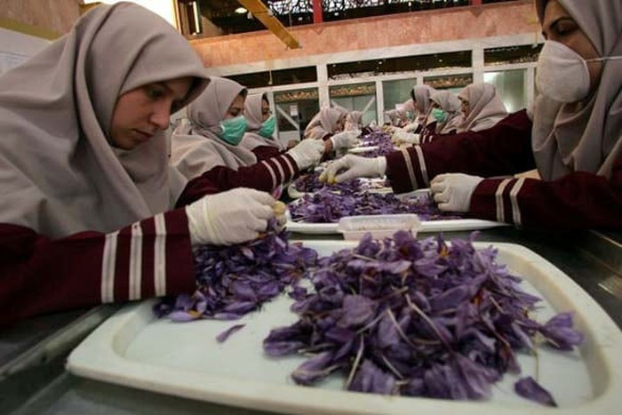Saffron, nhụy hoa nghệ tây ở Hy Lạp được thu hoạch thế nào? ảnh 6 Saffron, nhụy hoa nghệ tây ở Hy Lạp được thu hoạch thế nào? ảnh 6