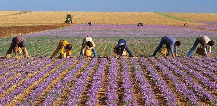 Saffron, nhụy hoa nghệ tây ở Hy Lạp được thu hoạch thế nào? ảnh 7 Saffron, nhụy hoa nghệ tây ở Hy Lạp được thu hoạch thế nào? ảnh 7