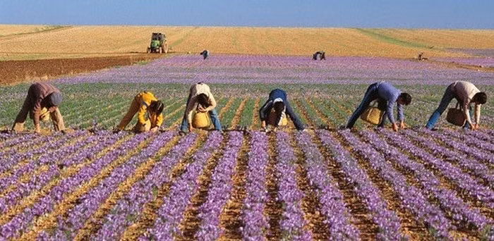 Saffron, nhụy hoa nghệ tây ở Hy Lạp được thu hoạch thế nào? ảnh 7 Saffron, nhụy hoa nghệ tây ở Hy Lạp được thu hoạch thế nào? ảnh 7