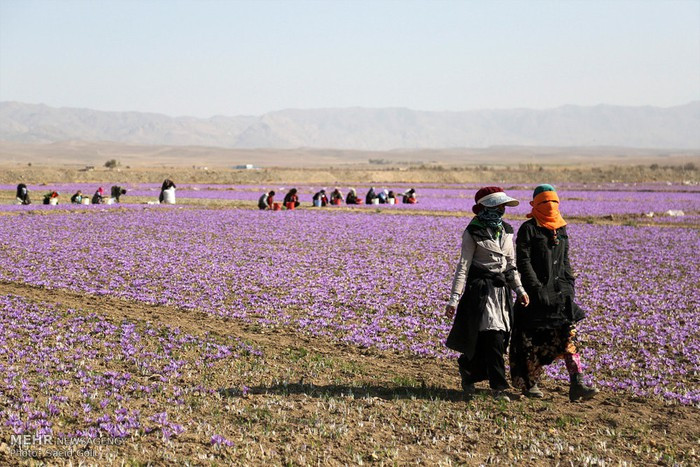 Saffron, nhụy hoa nghệ tây ở Hy Lạp được thu hoạch thế nào? ảnh 8 Saffron, nhụy hoa nghệ tây ở Hy Lạp được thu hoạch thế nào? ảnh 8
