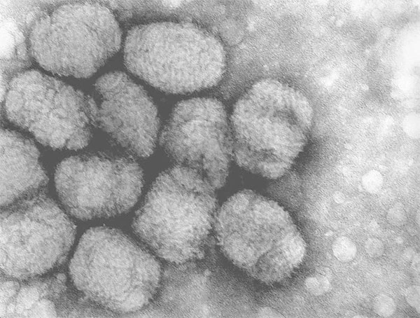 Nhiều loại virus được cho là có thể sống lại dưới tác động của hiện tượng ấm lên toàn cầu. 