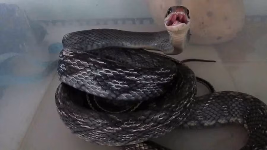 Loài này thường sống ở bìa rừng vùng núi. Thức ăn chủ yếu là các loài lưỡng cư và thú gặm nhấm nhỏ. Vùng phân bố của chúng được ghi nhận từ Lào Cai cho đến Gia Lai.