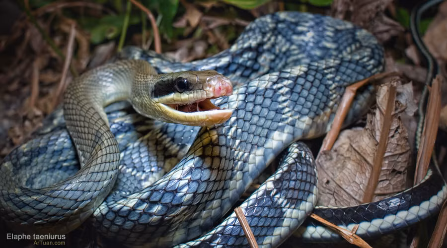 Cuối thân của rắn thạch anh có 2 sọc xám nâu to đứt đoạn bởi sọc sáng chạy từ lưng tới bụng ở hai bên, một sọc xám khá to ở giữa lưng. Đuôi có 4 sọc xám đen, to xem giữa 4 sọc trắng đục mà 2 sọc ở bụng nhạt hơn 2 sọc ở lưng.