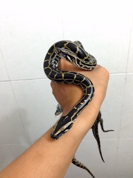 >> Rắn bạch tạng 2 đầu xơi tái chuột