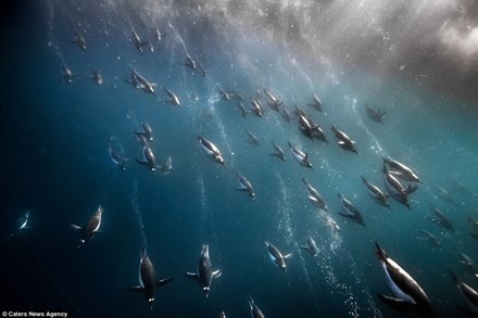 Cảnh tượng hàng trăm con chim cánh cụt lặn dưới mặt nước để tìm kiếm những sinh vật phù du cho bữa ăn của chúng.