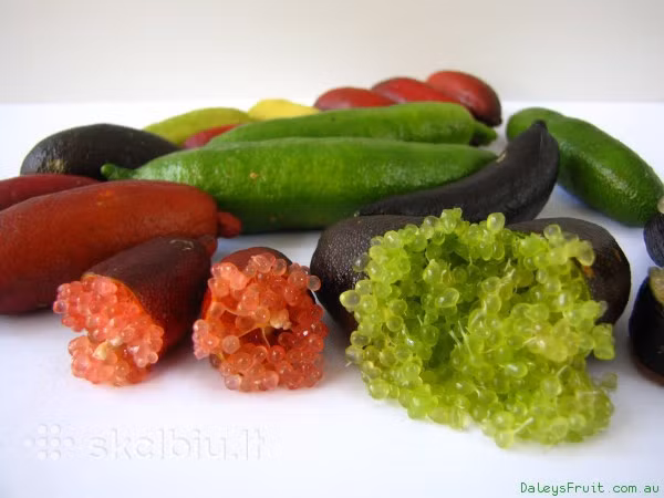 chanh-mong-tay-sieu-dat