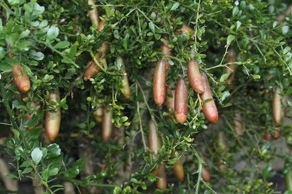 Loại chanh quý hiếm hình dáng như ngón tay có giá “cắt cổ” hơn 3 triệu đồng 1kg 