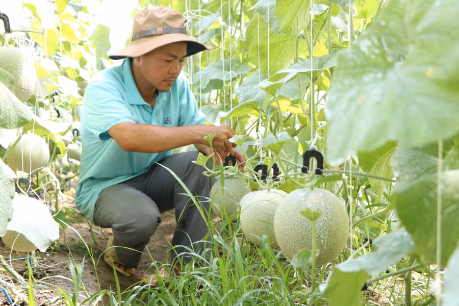 Vườn dưa lưới của anh Bác phát triển tươi tốt. Ảnh: Duy Quan.
