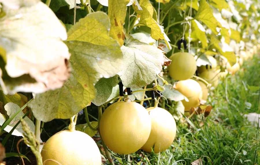 Dưa lưới quả nặng từ 1,2 - 1,5 kg. Ảnh: Duy Quan.