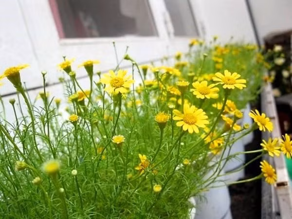 nhung loai hoa dep xuat sac cho nha noi nhat pho, ai di qua cung ngo ngang - 5