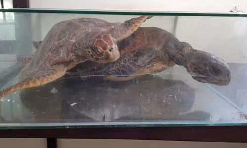 Bài 3: Rùa tử nạn trên đường vào biển Cù Lao Chàm đẻ trứng