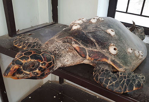 Một con rùa mắc lưới ngư dân được đưa về trưng bày tại Bảo tàng biểnCù Lao Chàm. Ảnh: Đắc Thành.