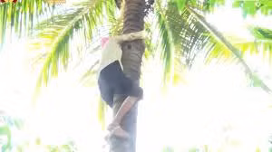 Video: Thán phục cụ bà Trà Vinh 77 tuổi leo dừa thoăn thoắt