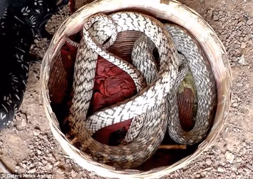  Ngày nay, tuy không còn phổ biến như trước nhưng nghệ thuật điều khiển rắn vẫn luôn được người dân trong làng lưu truyền và gìn giữ. 