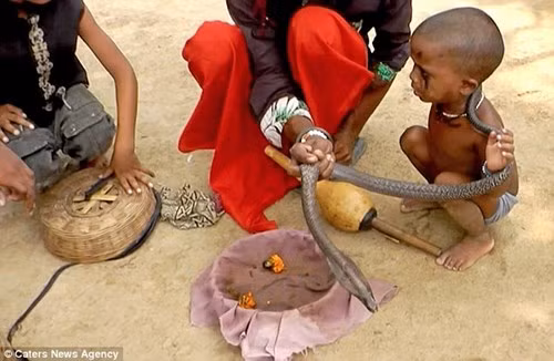  Trẻ em được dạy cách điều khiển rắn ngay từ lúc 2 tuổi. 