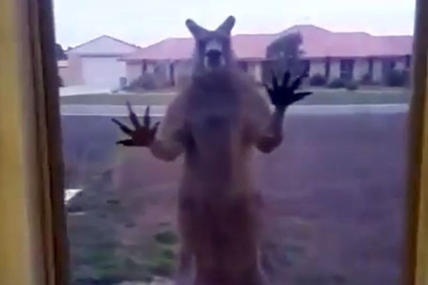 uc: chuot tui “gian du” dap cua kinh nha dan doi vao trong hinh anh 1