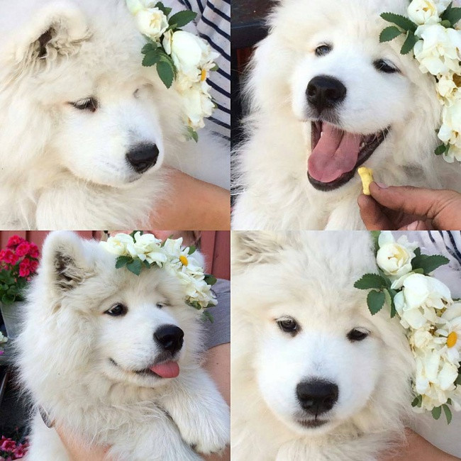 18 minh chứng vì sao Samoyed là hoa hậu thân thiện của loài chó - Ảnh 13. 18 minh chứng vì sao Samoyed là hoa hậu thân thiện của loài chó - Ảnh 13.