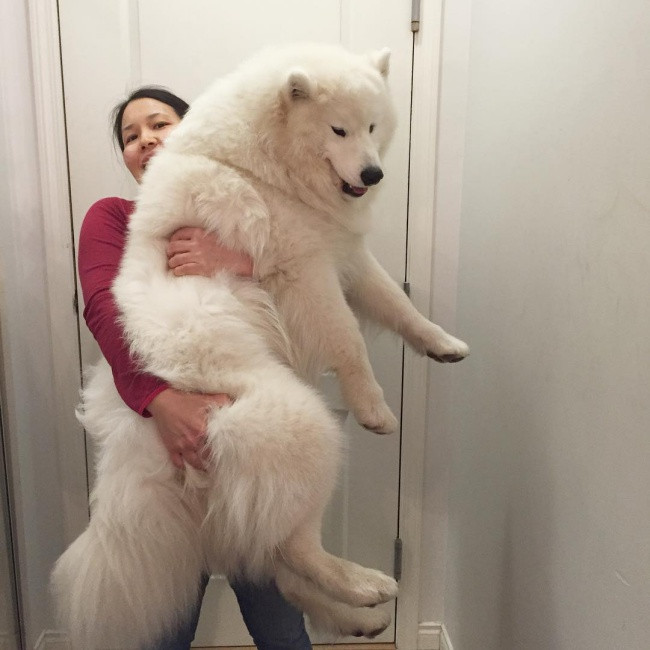 18 minh chứng vì sao Samoyed là hoa hậu thân thiện của loài chó - Ảnh 1. 18 minh chứng vì sao Samoyed là hoa hậu thân thiện của loài chó - Ảnh 1.