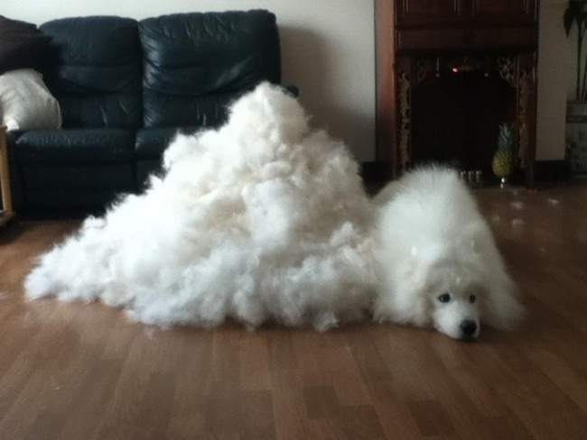 18 minh chứng vì sao Samoyed là hoa hậu thân thiện của loài chó - Ảnh 6. 18 minh chứng vì sao Samoyed là hoa hậu thân thiện của loài chó - Ảnh 6.