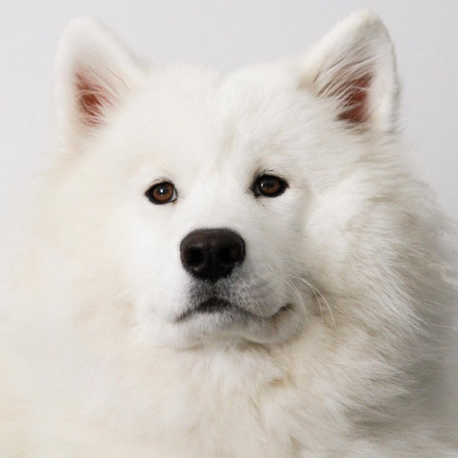 18 minh chứng vì sao Samoyed là hoa hậu thân thiện của loài chó - Ảnh 11. 18 minh chứng vì sao Samoyed là hoa hậu thân thiện của loài chó - Ảnh 11.