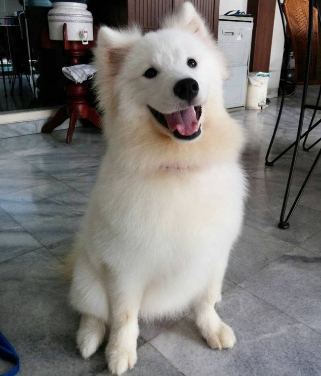 18 minh chứng vì sao Samoyed là hoa hậu thân thiện của loài chó - Ảnh 2. 18 minh chứng vì sao Samoyed là hoa hậu thân thiện của loài chó - Ảnh 2.