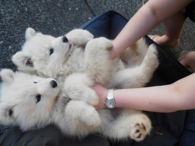 18 minh chứng vì sao Samoyed là hoa hậu thân thiện của loài chó - Ảnh 12. 18 minh chứng vì sao Samoyed là hoa hậu thân thiện của loài chó - Ảnh 12.