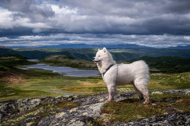 18 minh chứng vì sao Samoyed là hoa hậu thân thiện của loài chó - Ảnh 16. 18 minh chứng vì sao Samoyed là hoa hậu thân thiện của loài chó - Ảnh 16.