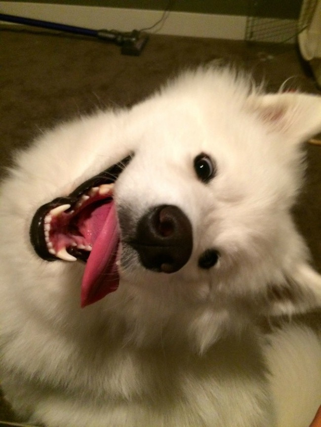 18 minh chứng vì sao Samoyed là hoa hậu thân thiện của loài chó - Ảnh 3. 18 minh chứng vì sao Samoyed là hoa hậu thân thiện của loài chó - Ảnh 3.