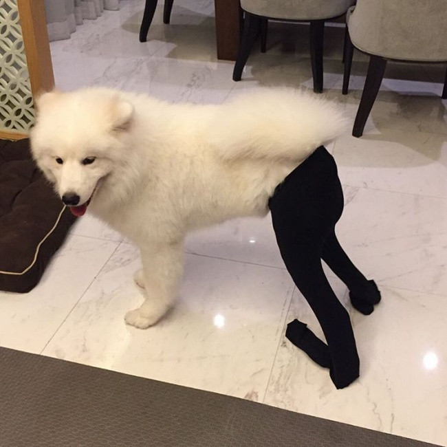18 minh chứng vì sao Samoyed là hoa hậu thân thiện của loài chó - Ảnh 7. 18 minh chứng vì sao Samoyed là hoa hậu thân thiện của loài chó - Ảnh 7.