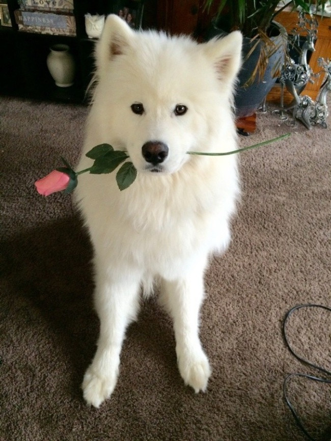 18 minh chứng vì sao Samoyed là hoa hậu thân thiện của loài chó - Ảnh 8. 18 minh chứng vì sao Samoyed là hoa hậu thân thiện của loài chó - Ảnh 8.