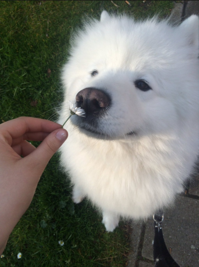 18 minh chứng vì sao Samoyed là hoa hậu thân thiện của loài chó - Ảnh 10. 18 minh chứng vì sao Samoyed là hoa hậu thân thiện của loài chó - Ảnh 10.