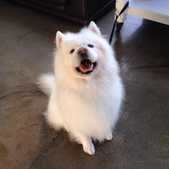 18 minh chứng vì sao Samoyed là hoa hậu thân thiện của loài chó - Ảnh 14. 18 minh chứng vì sao Samoyed là hoa hậu thân thiện của loài chó - Ảnh 14.