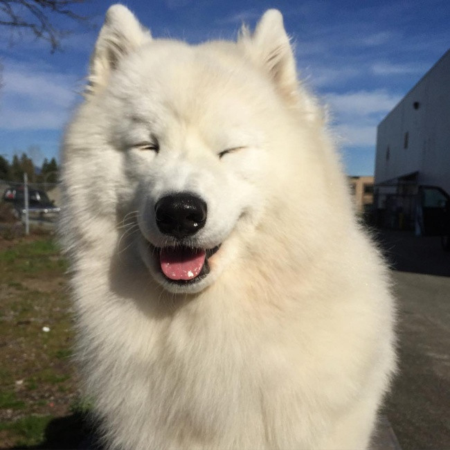 18 minh chứng vì sao Samoyed là hoa hậu thân thiện của loài chó - Ảnh 4. 18 minh chứng vì sao Samoyed là hoa hậu thân thiện của loài chó - Ảnh 4.