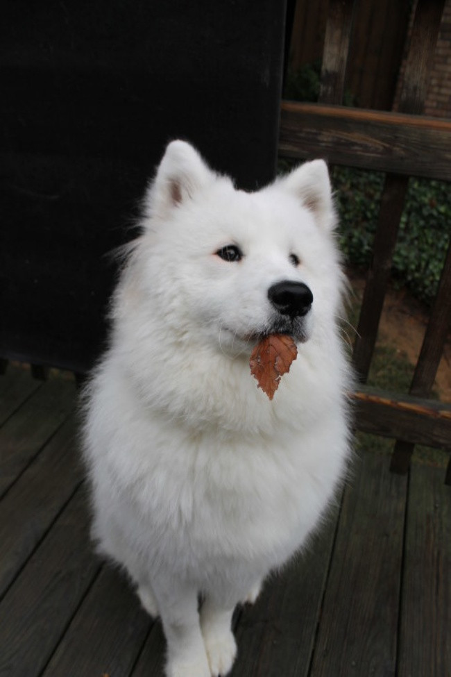 18 minh chứng vì sao Samoyed là hoa hậu thân thiện của loài chó - Ảnh 15. 18 minh chứng vì sao Samoyed là hoa hậu thân thiện của loài chó - Ảnh 15.