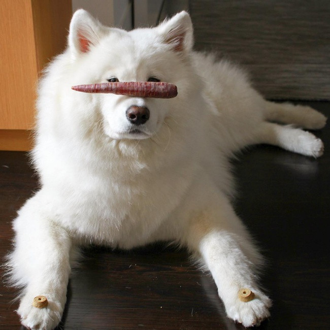 18 minh chứng vì sao Samoyed là hoa hậu thân thiện của loài chó - Ảnh 17. 18 minh chứng vì sao Samoyed là hoa hậu thân thiện của loài chó - Ảnh 17.