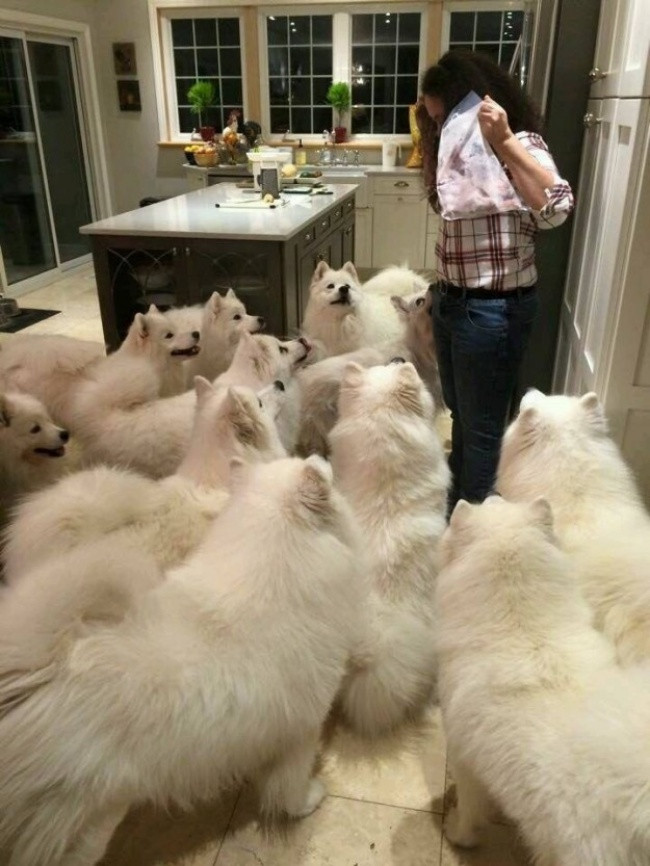 18 minh chứng vì sao Samoyed là hoa hậu thân thiện của loài chó - Ảnh 18. 18 minh chứng vì sao Samoyed là hoa hậu thân thiện của loài chó - Ảnh 18.