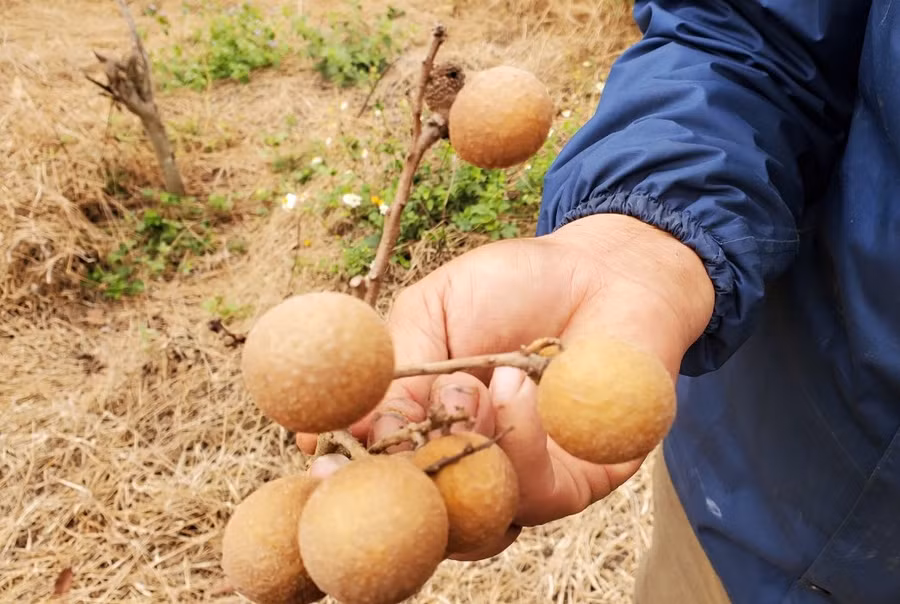 Giống nhãn Hưng Yên mang về Mường Lát trồng cho quả to, ngọt, cùi dày.